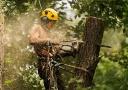 Tree Removal Mornington Peninsula logo